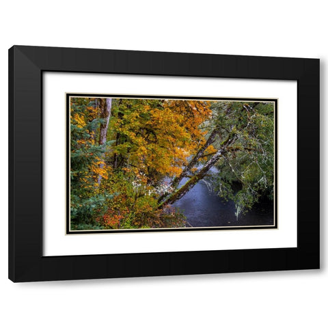 Colorful autumn maples along Humbug Creek in Clatsop County-Oregon-USA Black Modern Wood Framed Art Print with Double Matting by Haney, Chuck