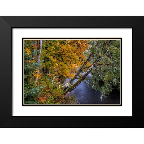 Colorful autumn maples along Humbug Creek in Clatsop County-Oregon-USA Black Modern Wood Framed Art Print with Double Matting by Haney, Chuck