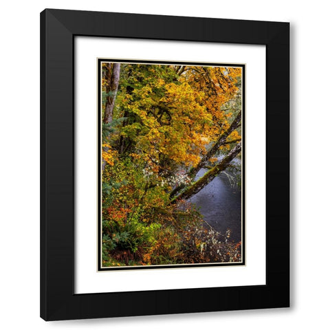 Colorful autumn maples along Humbug Creek in Clatsop County-Oregon-USA Black Modern Wood Framed Art Print with Double Matting by Haney, Chuck