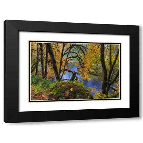 Colorful autumn maples along Humbug Creek in Clatsop County-Oregon-USA Black Modern Wood Framed Art Print with Double Matting by Haney, Chuck