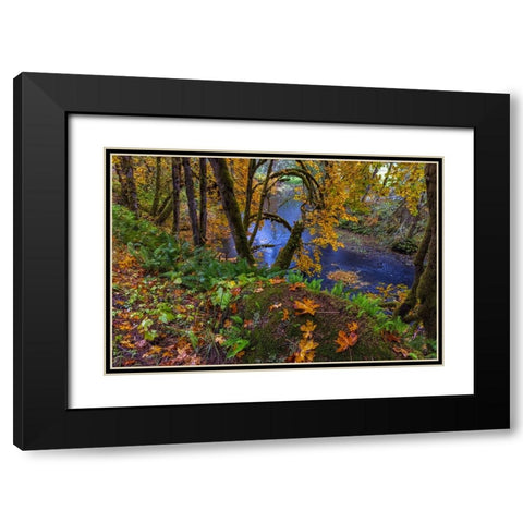 Colorful autumn maples along Humbug Creek in Clatsop County-Oregon-USA Black Modern Wood Framed Art Print with Double Matting by Haney, Chuck