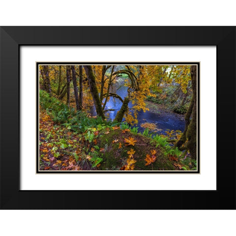 Colorful autumn maples along Humbug Creek in Clatsop County-Oregon-USA Black Modern Wood Framed Art Print with Double Matting by Haney, Chuck