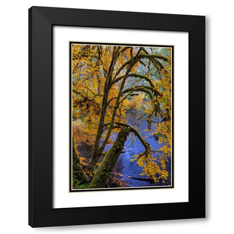 Colorful autumn maples along Humbug Creek in Clatsop County-Oregon-USA Black Modern Wood Framed Art Print with Double Matting by Haney, Chuck