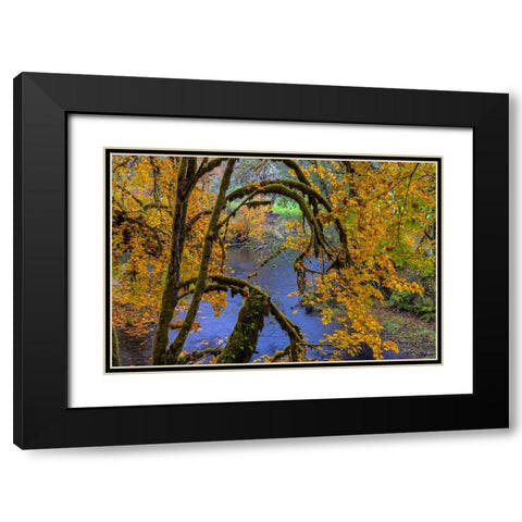 Colorful autumn maples along Humbug Creek in Clatsop County-Oregon-USA Black Modern Wood Framed Art Print with Double Matting by Haney, Chuck