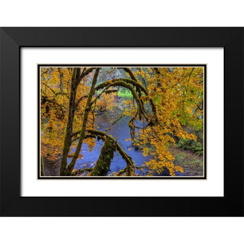 Colorful autumn maples along Humbug Creek in Clatsop County-Oregon-USA Black Modern Wood Framed Art Print with Double Matting by Haney, Chuck