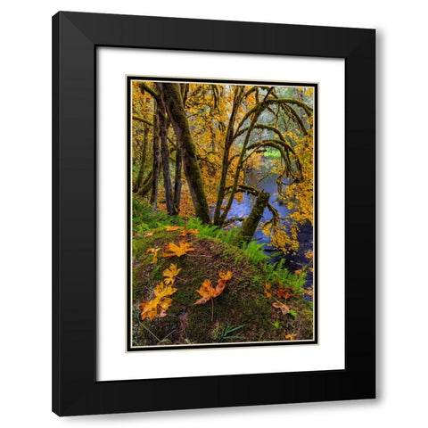Colorful autumn maples along Humbug Creek in Clatsop County-Oregon-USA Black Modern Wood Framed Art Print with Double Matting by Haney, Chuck