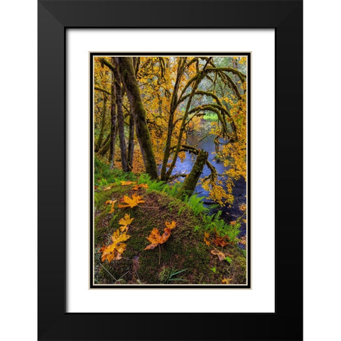 Colorful autumn maples along Humbug Creek in Clatsop County-Oregon-USA Black Modern Wood Framed Art Print with Double Matting by Haney, Chuck