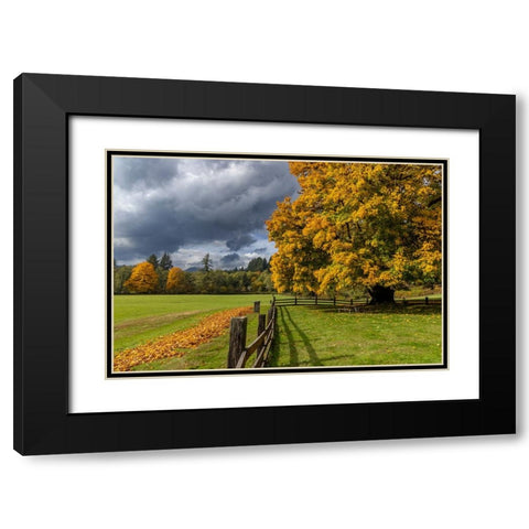 Maple tree and fence at Jewell Meadows Wildlife Area near Jewell-Oregon-USA Black Modern Wood Framed Art Print with Double Matting by Haney, Chuck