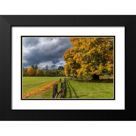 Maple tree and fence at Jewell Meadows Wildlife Area near Jewell-Oregon-USA Black Modern Wood Framed Art Print with Double Matting by Haney, Chuck