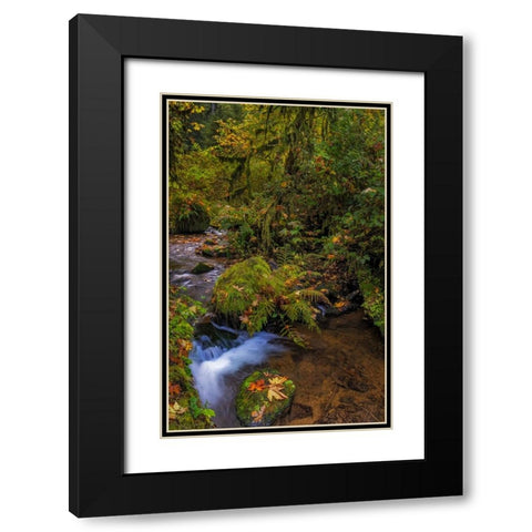Bigtooth Maple leaves in autumn along Munson Creek near Tillamook-Oregon-USA Black Modern Wood Framed Art Print with Double Matting by Haney, Chuck