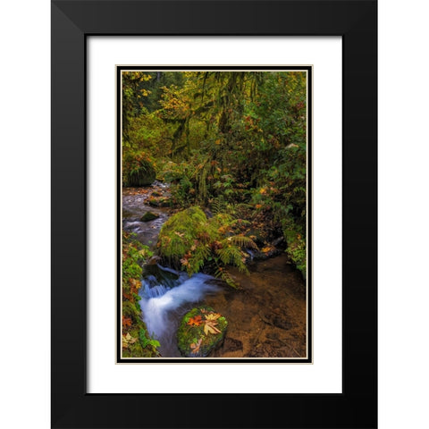 Bigtooth Maple leaves in autumn along Munson Creek near Tillamook-Oregon-USA Black Modern Wood Framed Art Print with Double Matting by Haney, Chuck