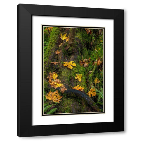 Bigtooth Maple leaves in autumn along Munson Creek near Tillamook-Oregon-USA Black Modern Wood Framed Art Print with Double Matting by Haney, Chuck