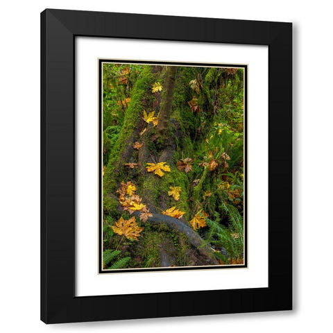Bigtooth Maple leaves in autumn along Munson Creek near Tillamook-Oregon-USA Black Modern Wood Framed Art Print with Double Matting by Haney, Chuck