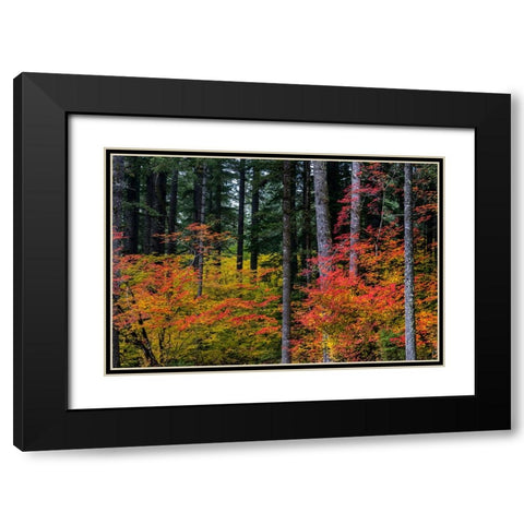 Vine Maple trees in autumn at Silver Falls State Park near Silverton-Oregon-USA Black Modern Wood Framed Art Print with Double Matting by Haney, Chuck