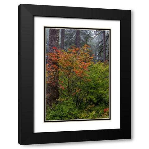 Vine Maple in autumn hues at Silver Falls State Park near Sublimity-Oregon-USA Black Modern Wood Framed Art Print with Double Matting by Haney, Chuck