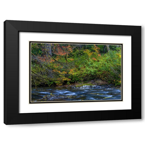 Vine maple in autumn over the North Fork of Silver Creek at Silver Falls State Park near Sublimity Black Modern Wood Framed Art Print with Double Matting by Haney, Chuck