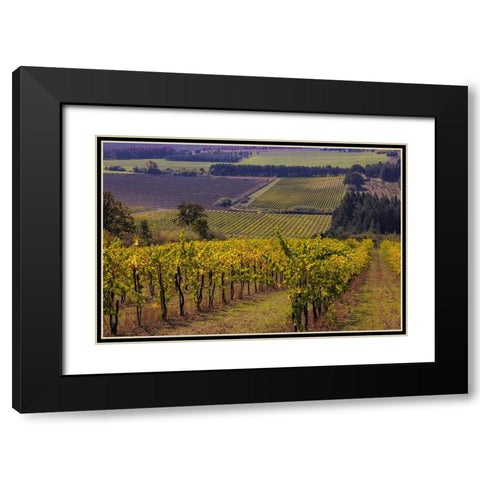 Vineyards at Yamhill Valley Vineyards near McMinnville-Oregon-USA Black Modern Wood Framed Art Print with Double Matting by Haney, Chuck