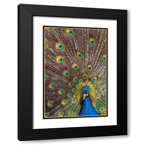 USA- Oregon- Tillamook. Peacock displaying tail feathers. Black Modern Wood Framed Art Print with Double Matting by Gulin, Darrell