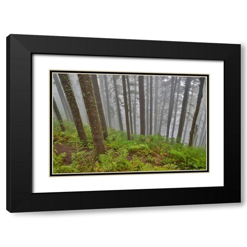 USA- Oregon. Lookout State Park with fog amongst Sitka spruce forest Black Modern Wood Framed Art Print with Double Matting by Gulin, Darrell