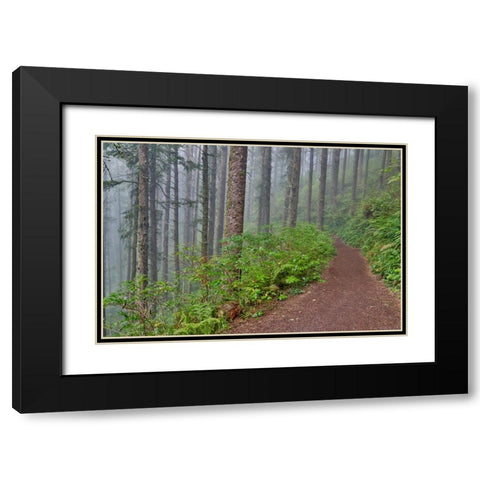 USA- Oregon. Lookout State Park trail with fog amongst Sitka spruce forest Black Modern Wood Framed Art Print with Double Matting by Gulin, Darrell