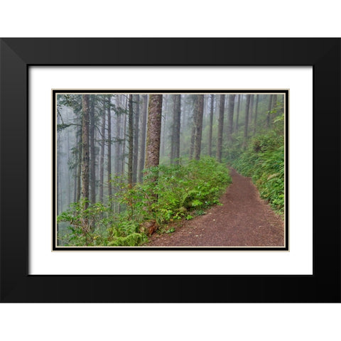 USA- Oregon. Lookout State Park trail with fog amongst Sitka spruce forest Black Modern Wood Framed Art Print with Double Matting by Gulin, Darrell