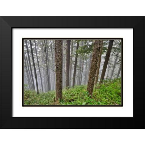 USA- Oregon. Lookout State Park with fog amongst Sitka spruce forest Black Modern Wood Framed Art Print with Double Matting by Gulin, Darrell