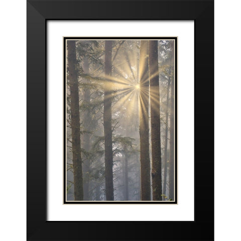 USA- Oregon. Lookout State Park with fog and sun breaking through amongst Sitka spruce forest Black Modern Wood Framed Art Print with Double Matting by Gulin, Darrell