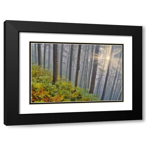 USA- Oregon. Lookout State Park with fog and sun breaking through amongst Sitka spruce forest Black Modern Wood Framed Art Print with Double Matting by Gulin, Darrell