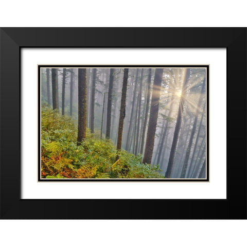 USA- Oregon. Lookout State Park with fog and sun breaking through amongst Sitka spruce forest Black Modern Wood Framed Art Print with Double Matting by Gulin, Darrell