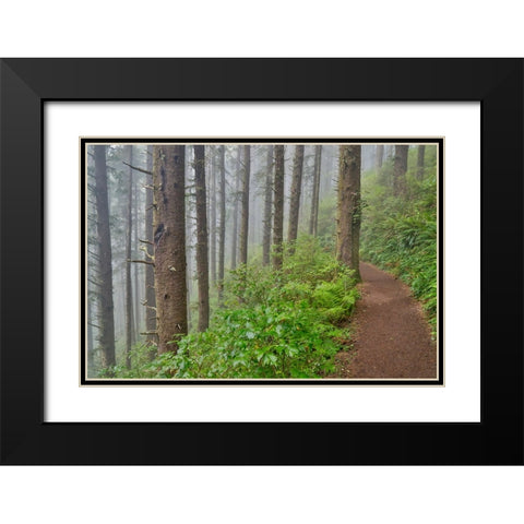 USA- Oregon. Lookout State Park trail with fog amongst Sitka spruce forest Black Modern Wood Framed Art Print with Double Matting by Gulin, Darrell