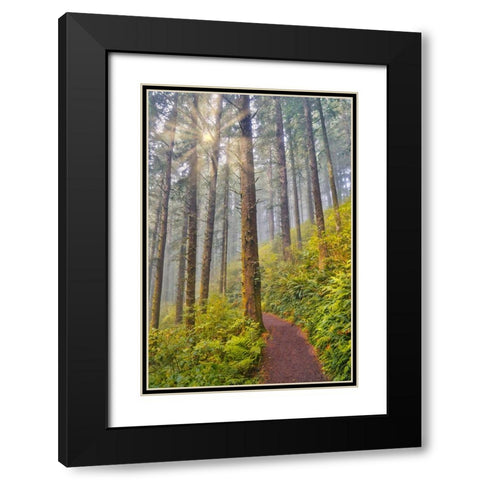 USA- Oregon. Lookout State Park trail with fog amongst Sitka spruce forest with sunrays Black Modern Wood Framed Art Print with Double Matting by Gulin, Darrell