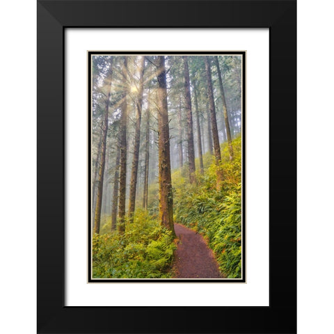 USA- Oregon. Lookout State Park trail with fog amongst Sitka spruce forest with sunrays Black Modern Wood Framed Art Print with Double Matting by Gulin, Darrell