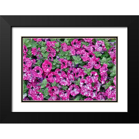 USA- Oregon. Cannon Beach planting of petunias Black Modern Wood Framed Art Print with Double Matting by Gulin, Darrell
