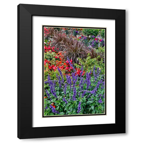 USA- Oregon. Cannon Beach Garden and path with Blue Salvia and reddish geraniums Black Modern Wood Framed Art Print with Double Matting by Gulin, Darrell