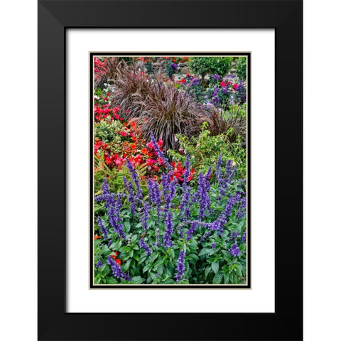 USA- Oregon. Cannon Beach Garden and path with Blue Salvia and reddish geraniums Black Modern Wood Framed Art Print with Double Matting by Gulin, Darrell