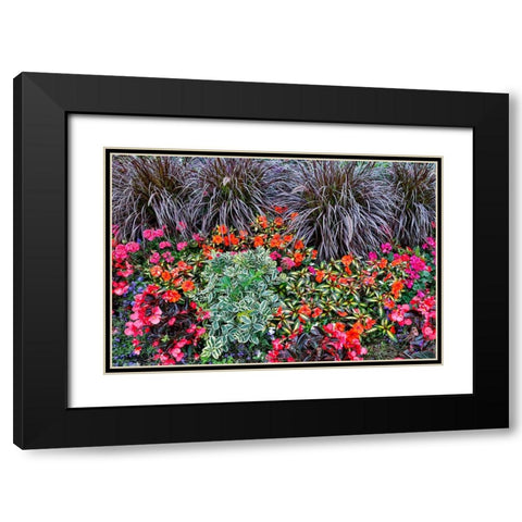 USA- Oregon. Cannon Beach Garden with orange New Guinea impatiens- grasses and reddish geraniums Black Modern Wood Framed Art Print with Double Matting by Gulin, Darrell