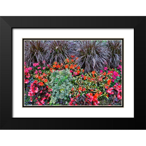 USA- Oregon. Cannon Beach Garden with orange New Guinea impatiens- grasses and reddish geraniums Black Modern Wood Framed Art Print with Double Matting by Gulin, Darrell