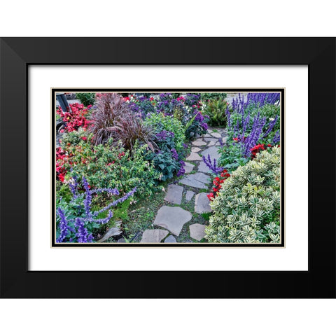 USA- Oregon. Cannon Beach Garden and path with Blue Salvia and reddish geraniums Black Modern Wood Framed Art Print with Double Matting by Gulin, Darrell