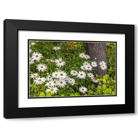 Usa-Oregon-Yachats Plantings Black Modern Wood Framed Art Print with Double Matting by Looney, Hollice