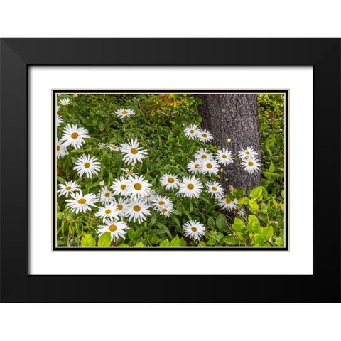 Usa-Oregon-Yachats Plantings Black Modern Wood Framed Art Print with Double Matting by Looney, Hollice