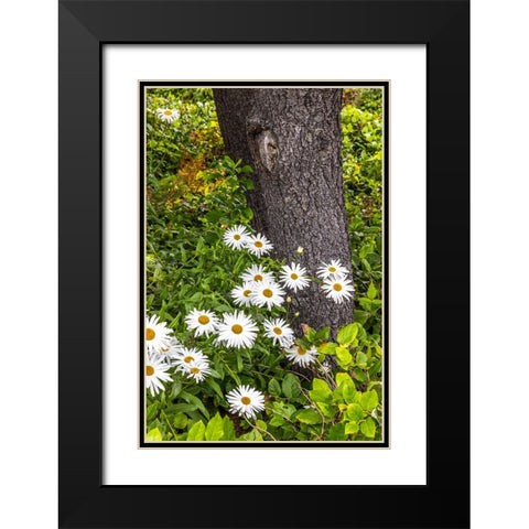 Usa-Oregon-Yachats Plantings Black Modern Wood Framed Art Print with Double Matting by Looney, Hollice