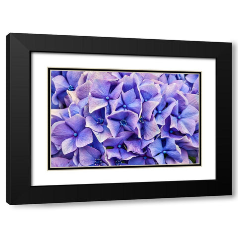 Usa-Oregon-Yachats Plantings Black Modern Wood Framed Art Print with Double Matting by Looney, Hollice