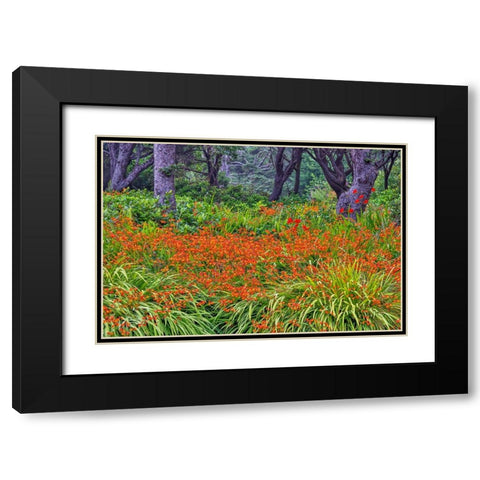 Usa-Oregon-Yachats Plantings Black Modern Wood Framed Art Print with Double Matting by Looney, Hollice