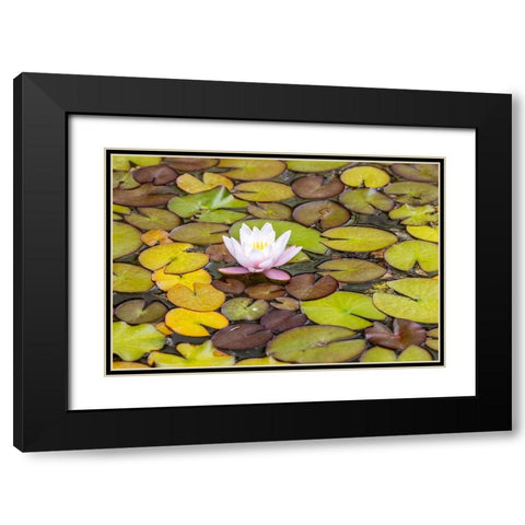 Usa-Oregon-Coos Bay Shore Acres State Park Black Modern Wood Framed Art Print with Double Matting by Looney, Hollice