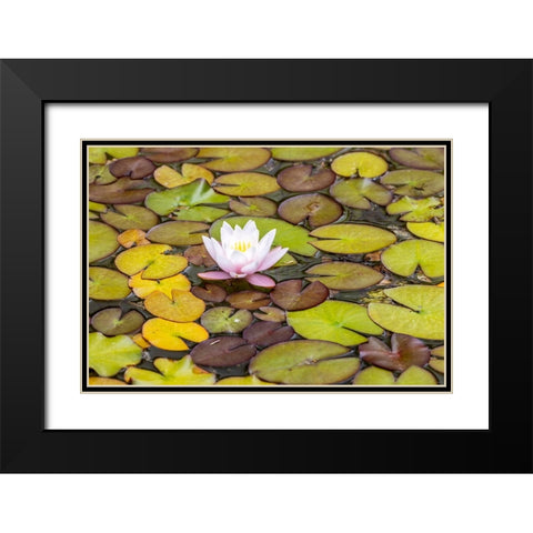 Usa-Oregon-Coos Bay Shore Acres State Park Black Modern Wood Framed Art Print with Double Matting by Looney, Hollice