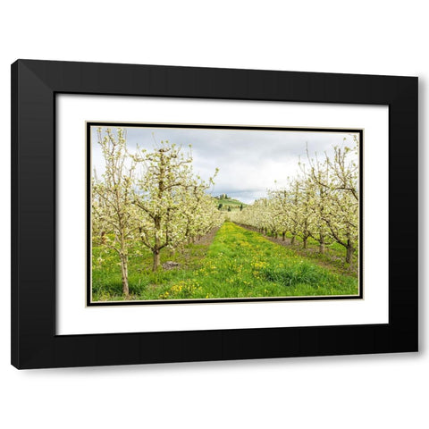 Hood River-Oregon-USA Apple orchard in blossom in the Fruit Loop area Black Modern Wood Framed Art Print with Double Matting by Horton, Janet