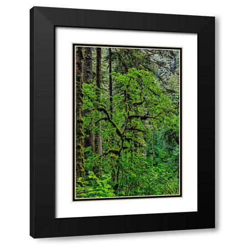 USA-Oregon-Silver Falls State Park Black Modern Wood Framed Art Print with Double Matting by Restuccia, Joe III