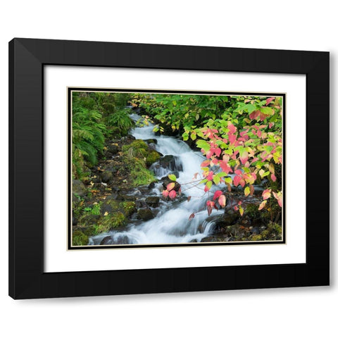 OR-Columbia River Gorge National Scenic Area-Wahkeena Creek Black Modern Wood Framed Art Print with Double Matting by Wild, Jamie and Judy