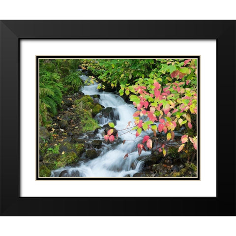 OR-Columbia River Gorge National Scenic Area-Wahkeena Creek Black Modern Wood Framed Art Print with Double Matting by Wild, Jamie and Judy