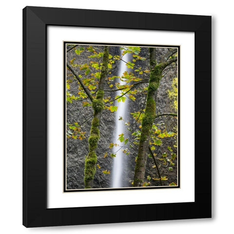 Oregon-Columbia River Gorge National Scenic Area-Latourell Falls and Big Leaf Maple trees Black Modern Wood Framed Art Print with Double Matting by Wild, Jamie and Judy